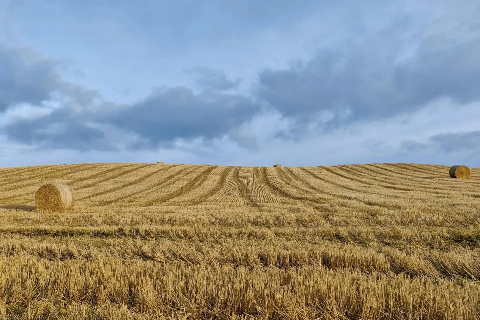 hay bales cloudy pellicola backlit da animal story home