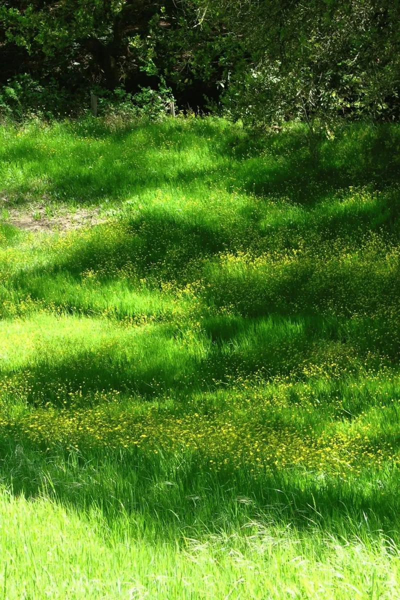 wildflowers spring pellicola backlit da animal story home