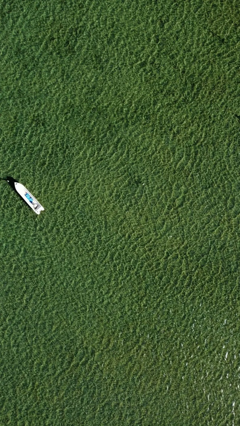 boat aerial view pellicola backlit da animal story home