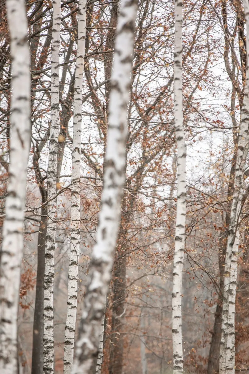 Birch Trees 6 plexiglass da Mareike Böhmer Photography