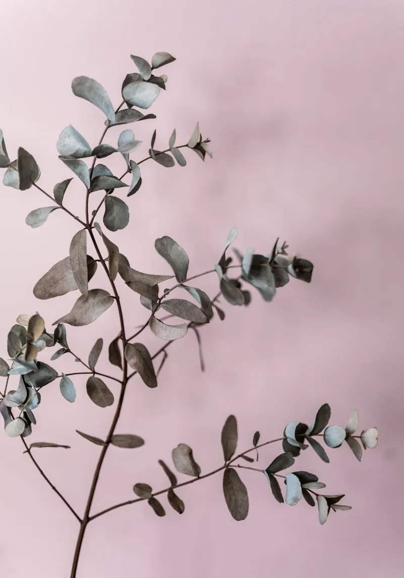 Eucalyptus 12 poster con telaio in alluminio da Mareike Böhmer Photography