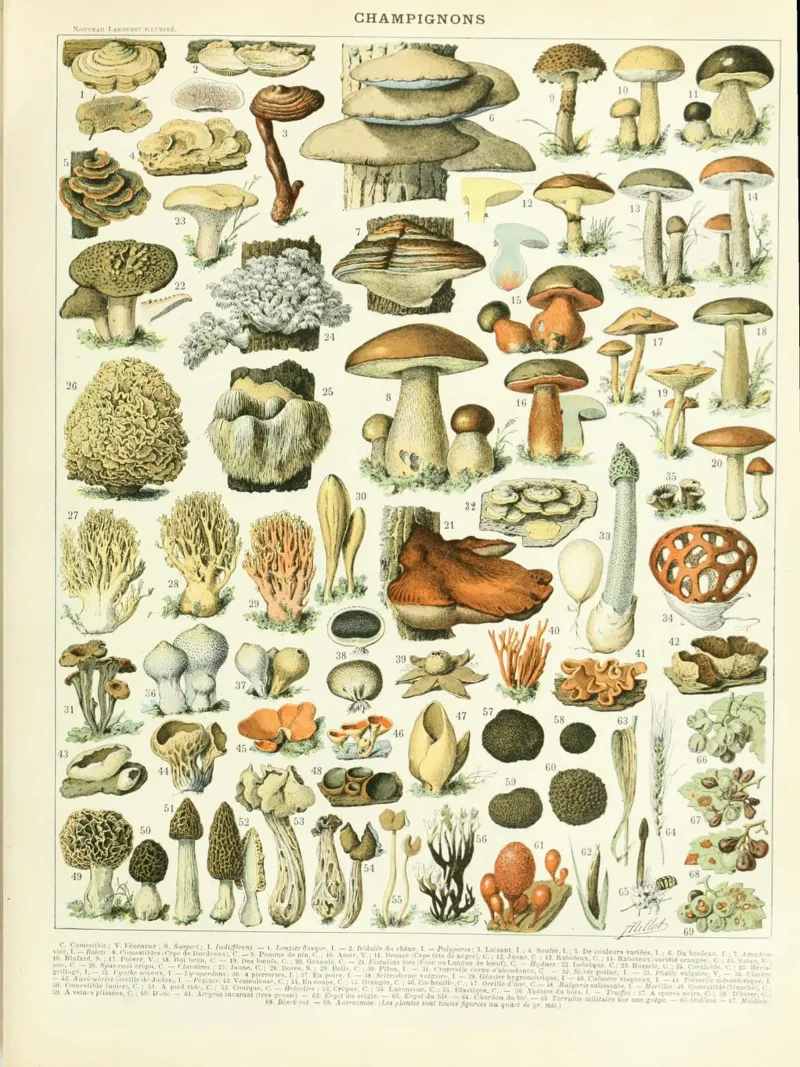 funghi funghi plexiglass da Fred Marshall