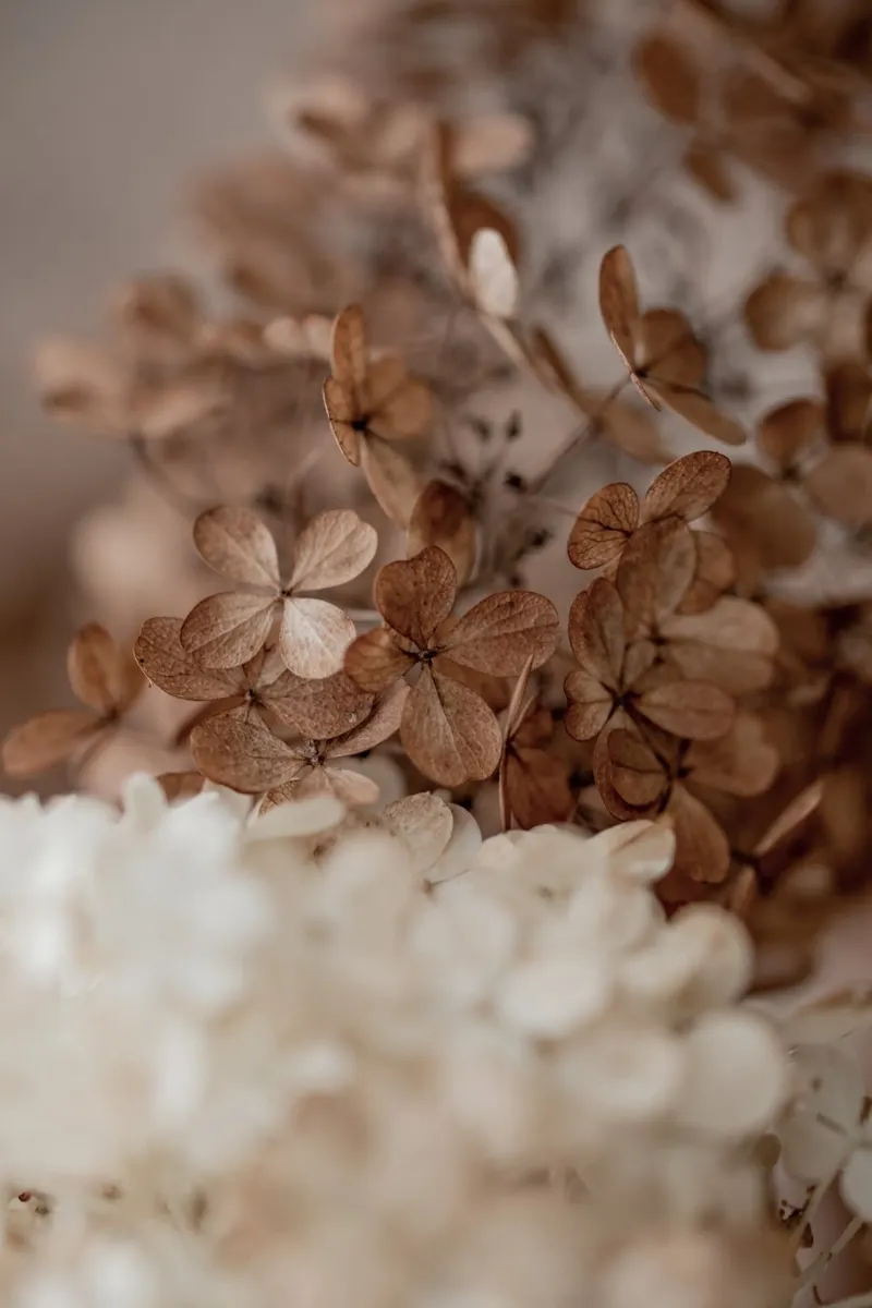 Hydrangea 2 carta hahnemühle da Mareike Böhmer Photography