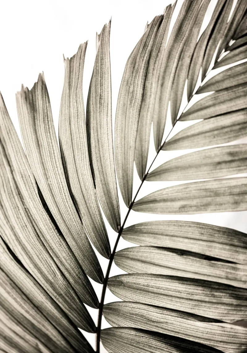 Palm Leaves 22 pannello forex da Mareike Böhmer Photography