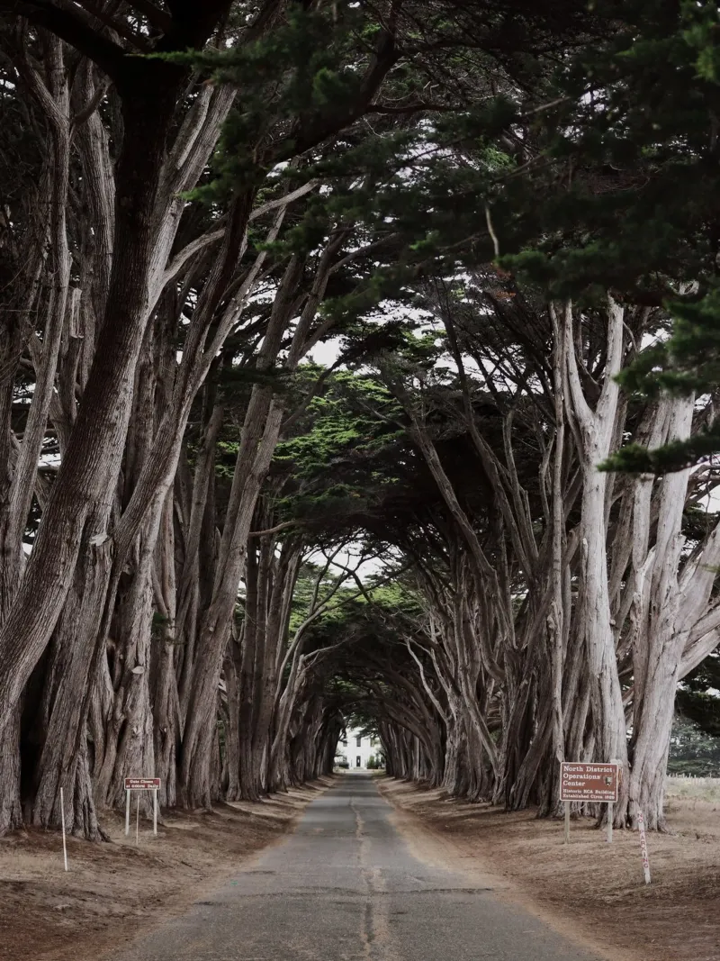 Cypress Tunnel, Point Reyes, California canvas by Wanderlust Vibes