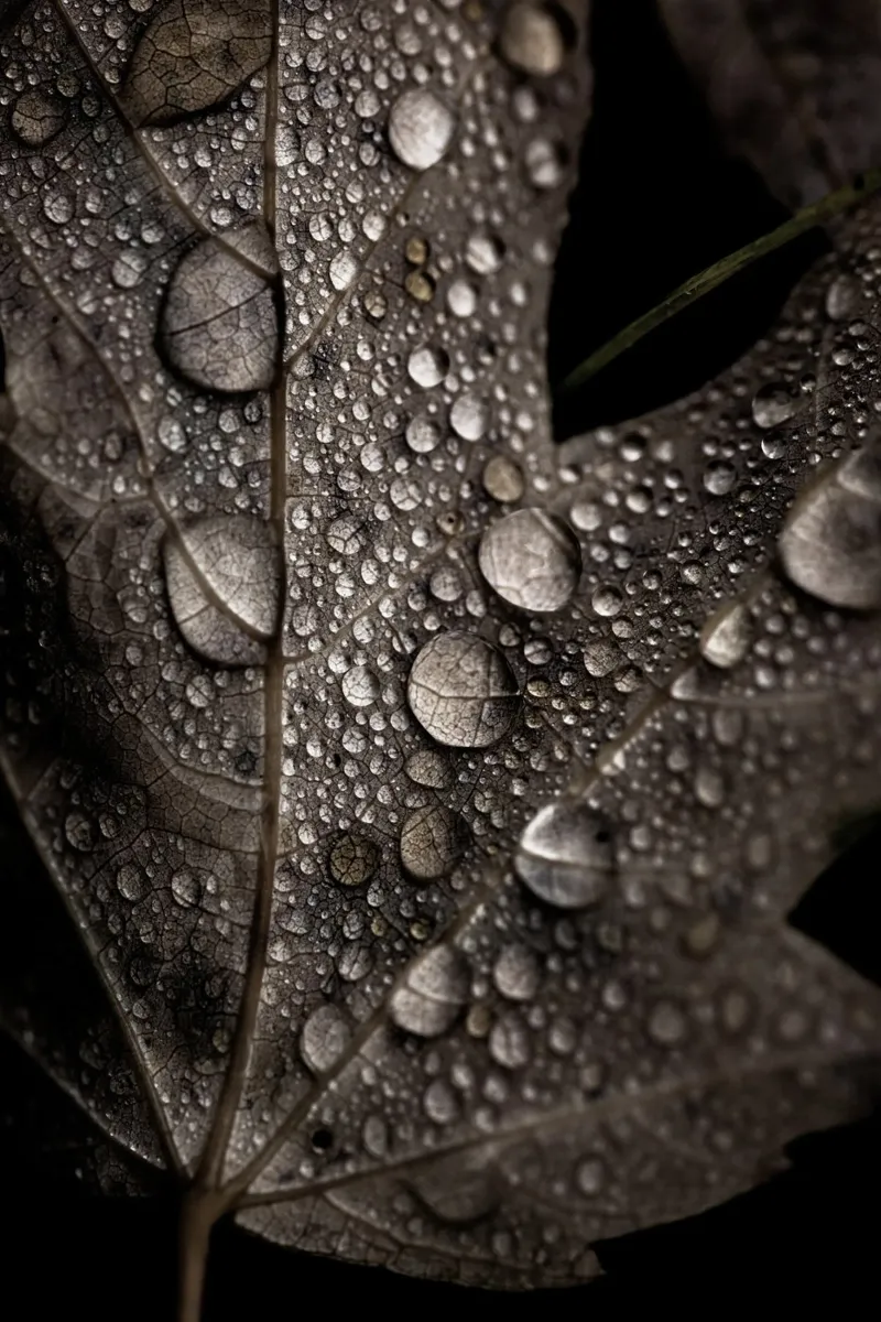 Rainy Fall hahnemühle by Mareike Böhmer Photography