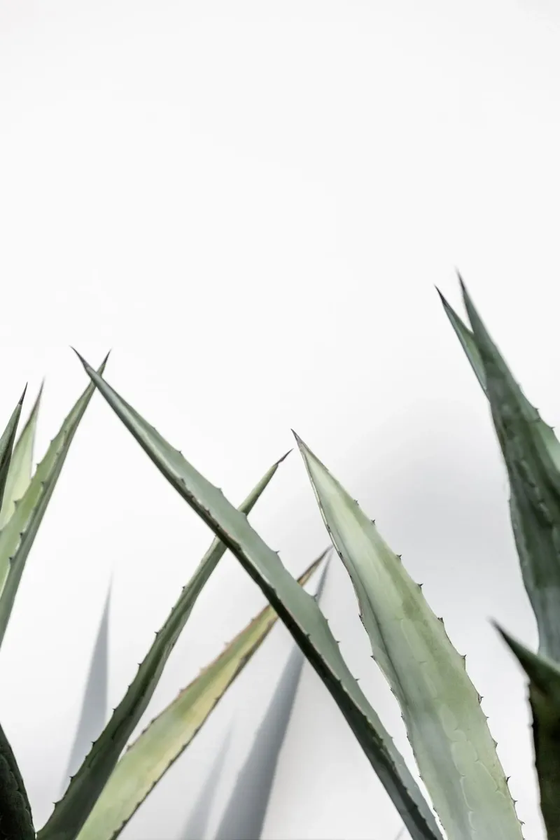 Succulent 1 canvas by Mareike Böhmer Photography