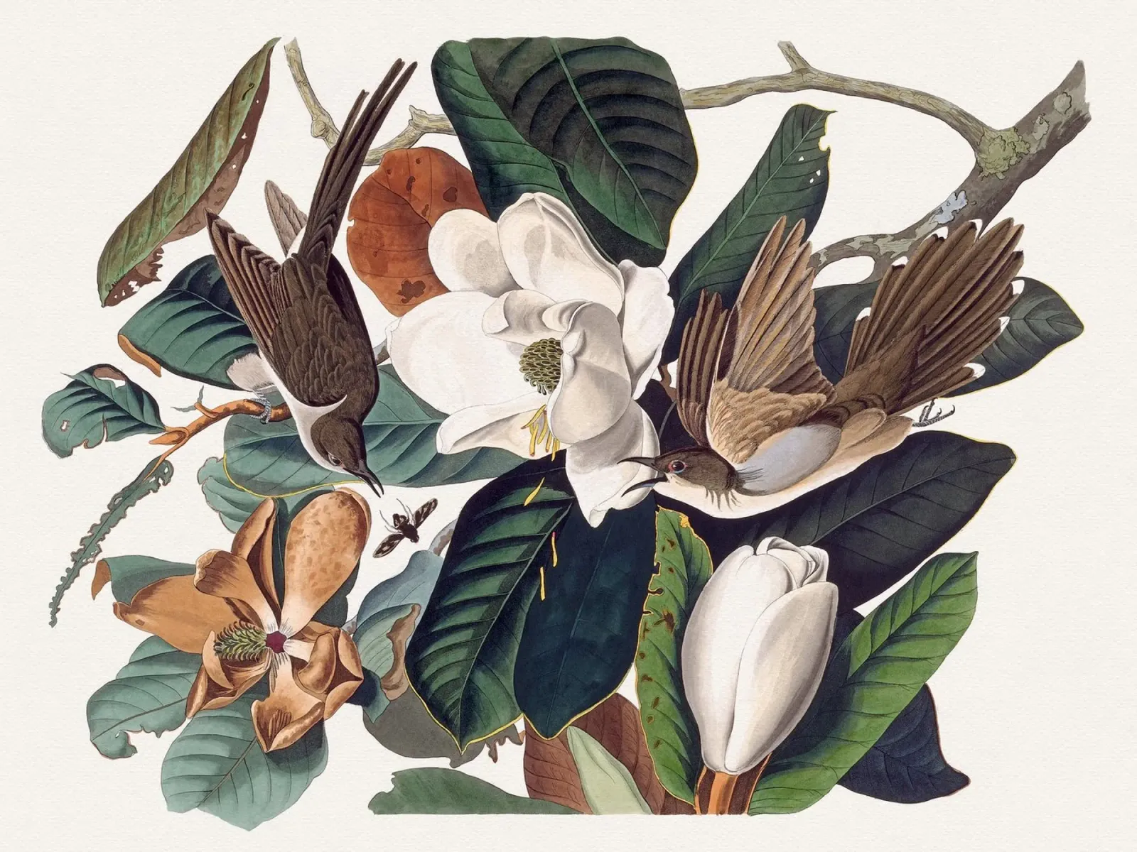 Audubon Black-billed Cuckoo poster da apoloprints