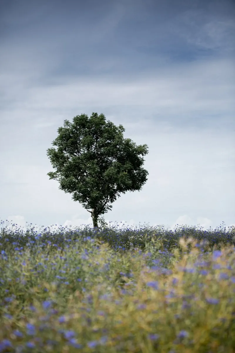 Summer Meadow alluminio dibond da Mareike Böhmer Photography