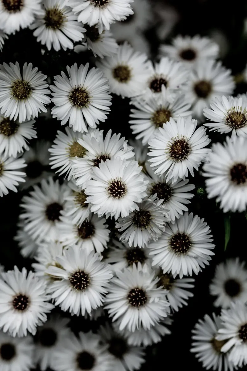 Tiny Flowers 3 poster da Mareike Böhmer Photography