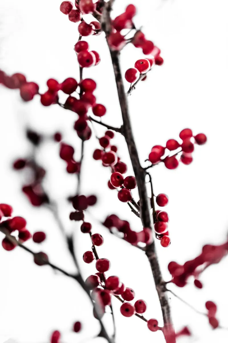 Red Berries 1 carta hahnemühle da Mareike Böhmer Photography
