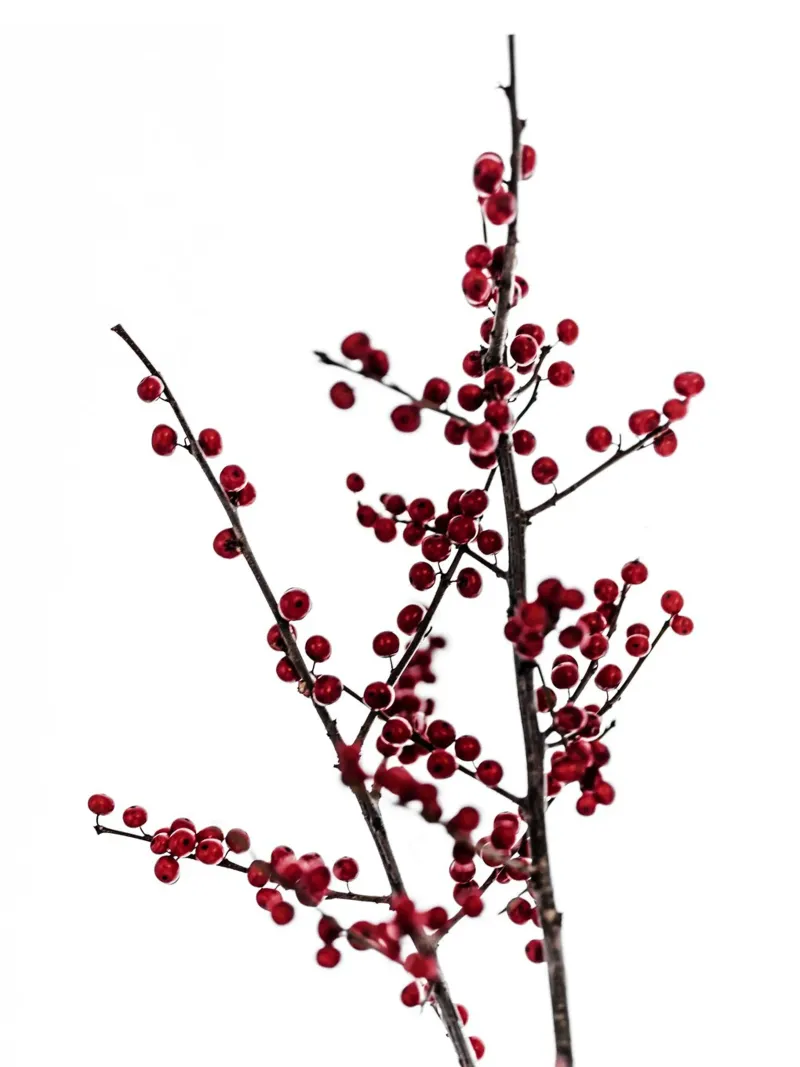 Red Berries 2 carta hahnemühle da Mareike Böhmer Photography