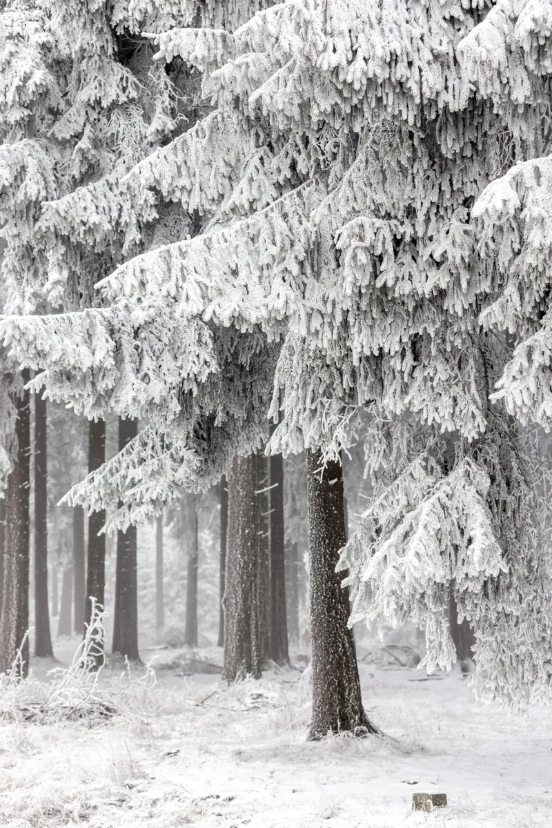 Winter Forest 2 poster avec cadre en aluminium de Mareike Böhmer Photography