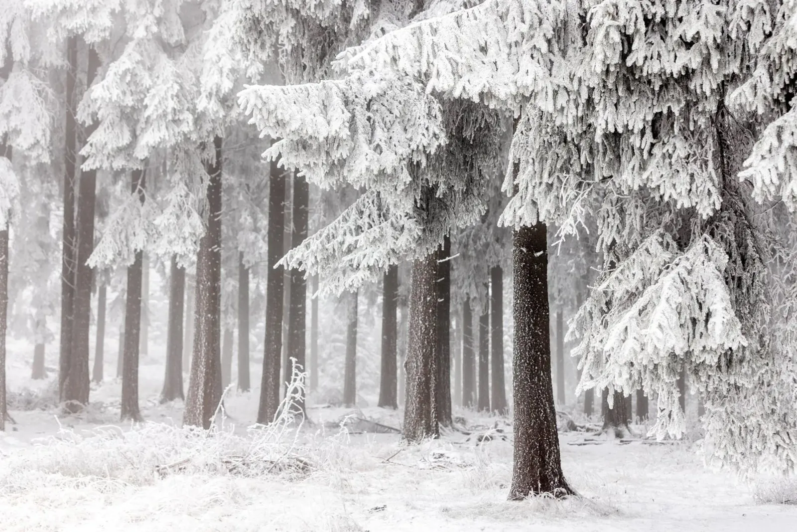Winter Forest 3 poster de Mareike Böhmer Photography