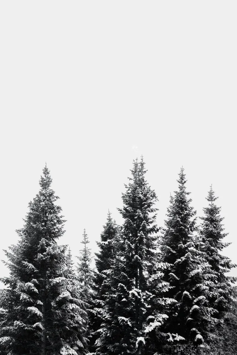 Snow Covered Trees 2 plexiglass da Mareike Böhmer Photography
