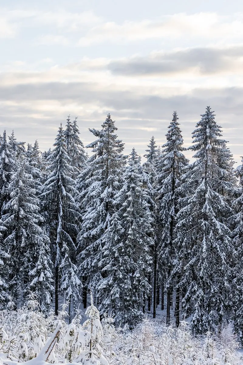 Snow Covered Trees 2 carta hahnemühle da Mareike Böhmer Photography