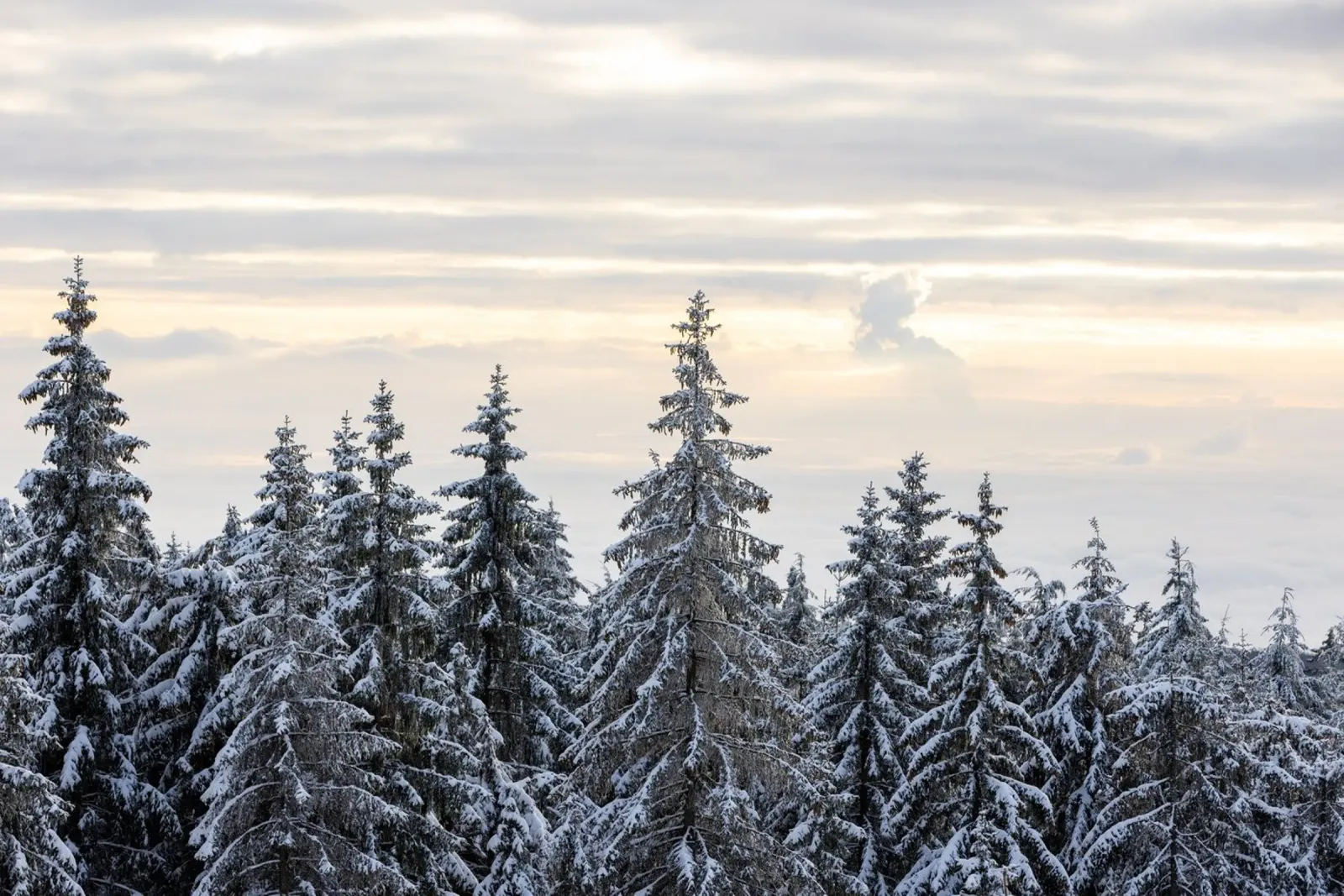 Snow Covered Trees 8 plexiglass da Mareike Böhmer Photography