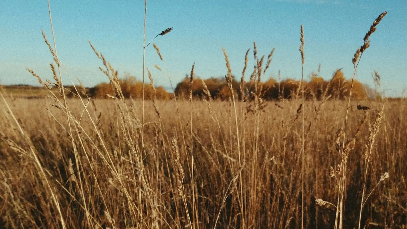 meadow horizon pellicola backlit da Horsire