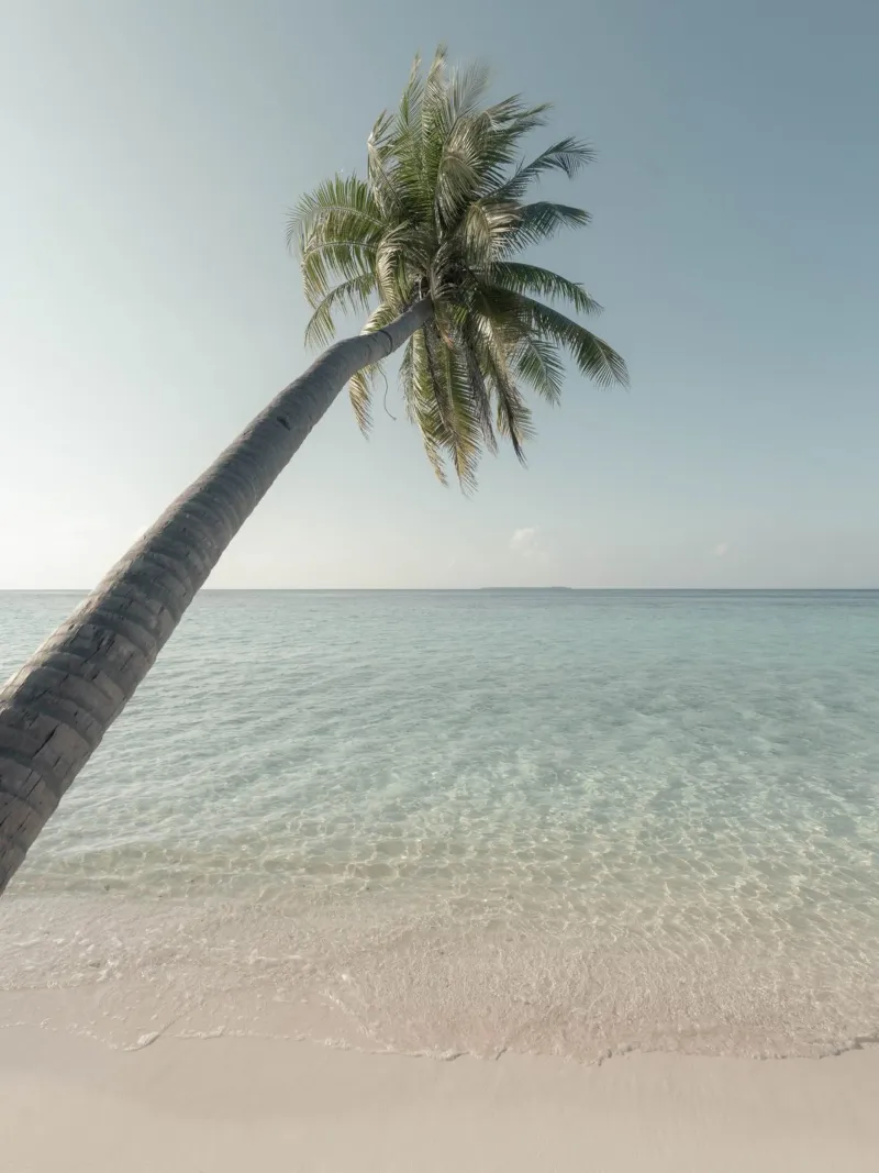 Singola palma in una spiaggia tropicale delle Maldive poster da Kimberley Jekel Photography