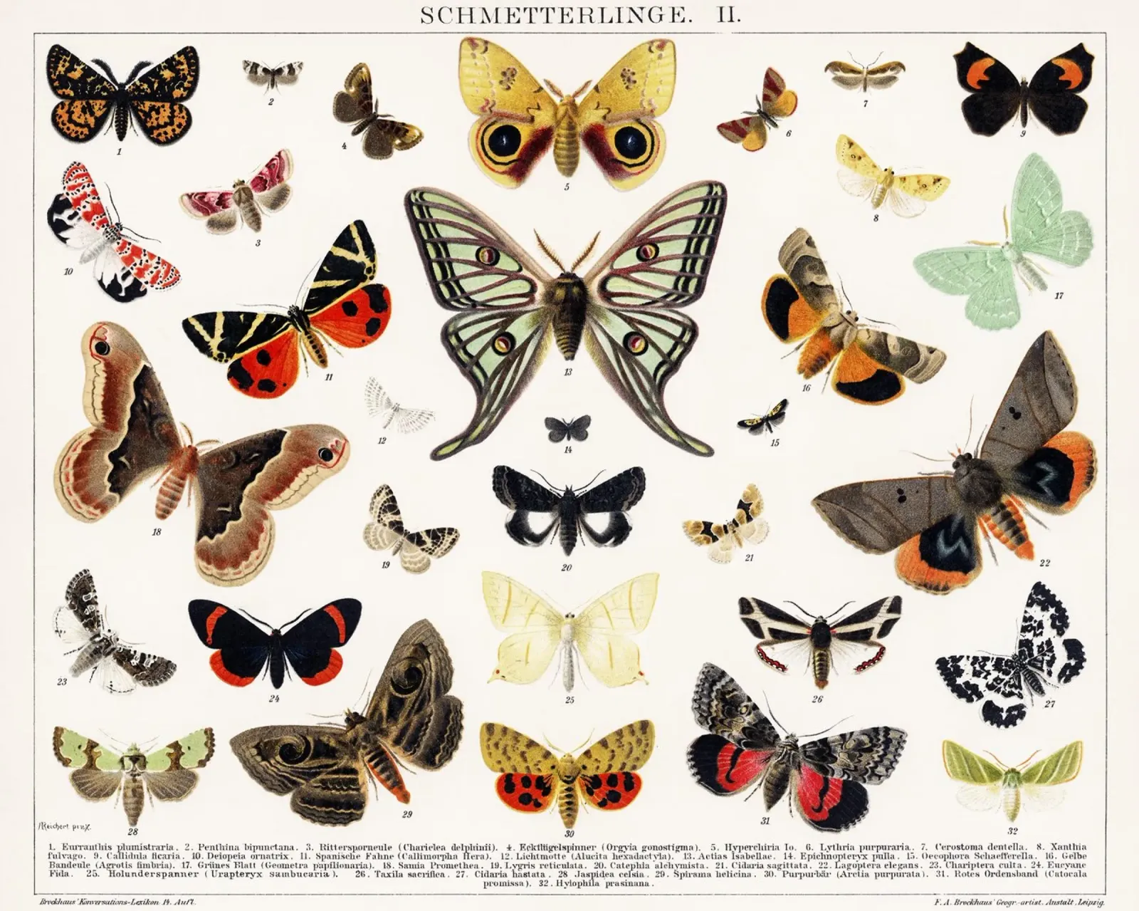 Lithographie ancienne d'un papillon et d'une mite poster avec cadre en plastique de Art History