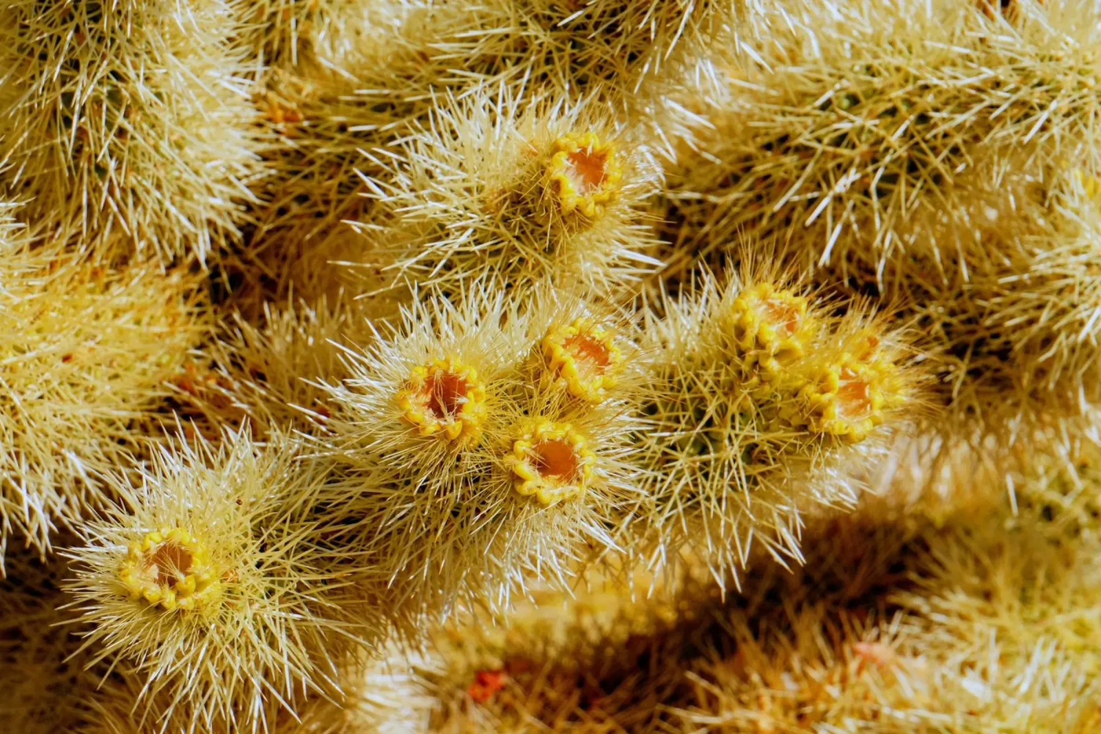 spine di cactus poster con telaio in legno da Earthly Visions