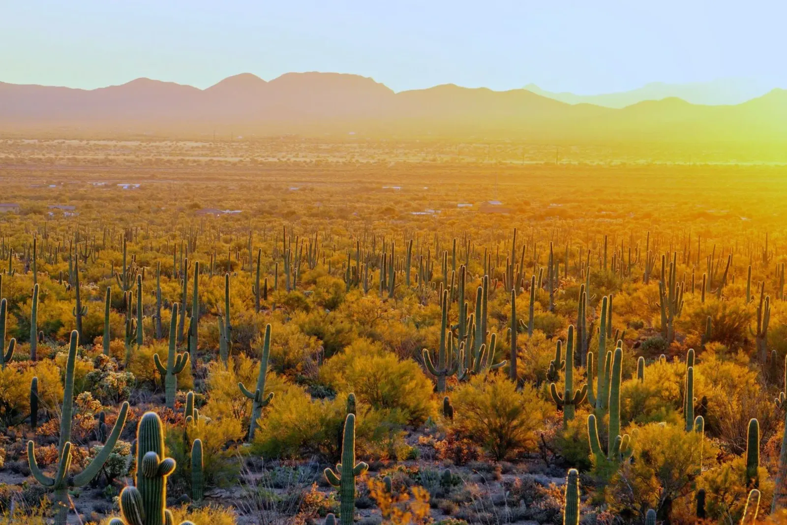 cactus del deserto poster con telaio in alluminio da Earthly Visions
