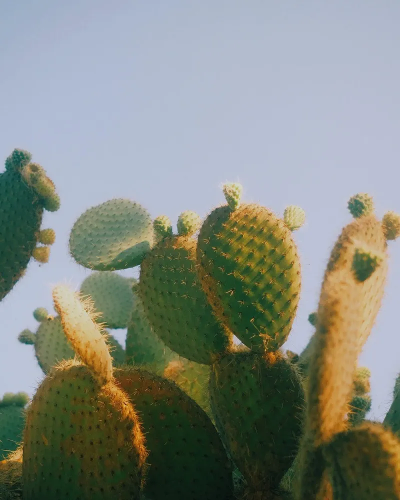 cactus cactusvijg hahnemühle van Earthly Visions