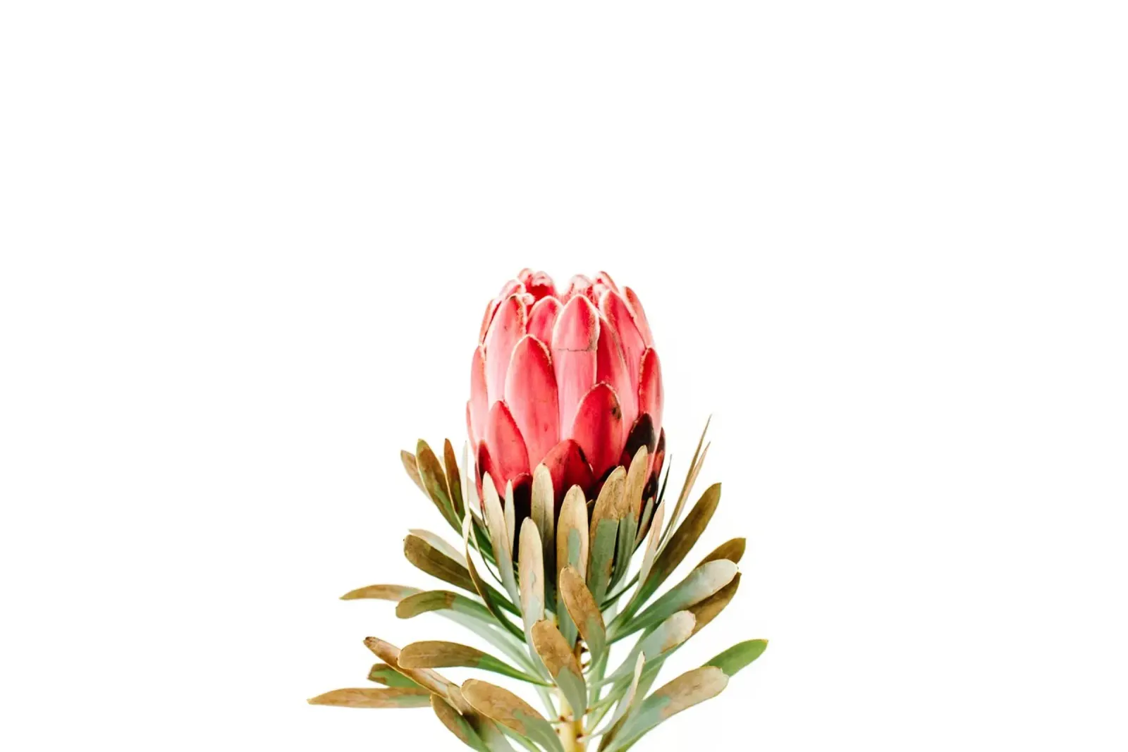 Note floreali d'amore pannello forex da StillVibe Home