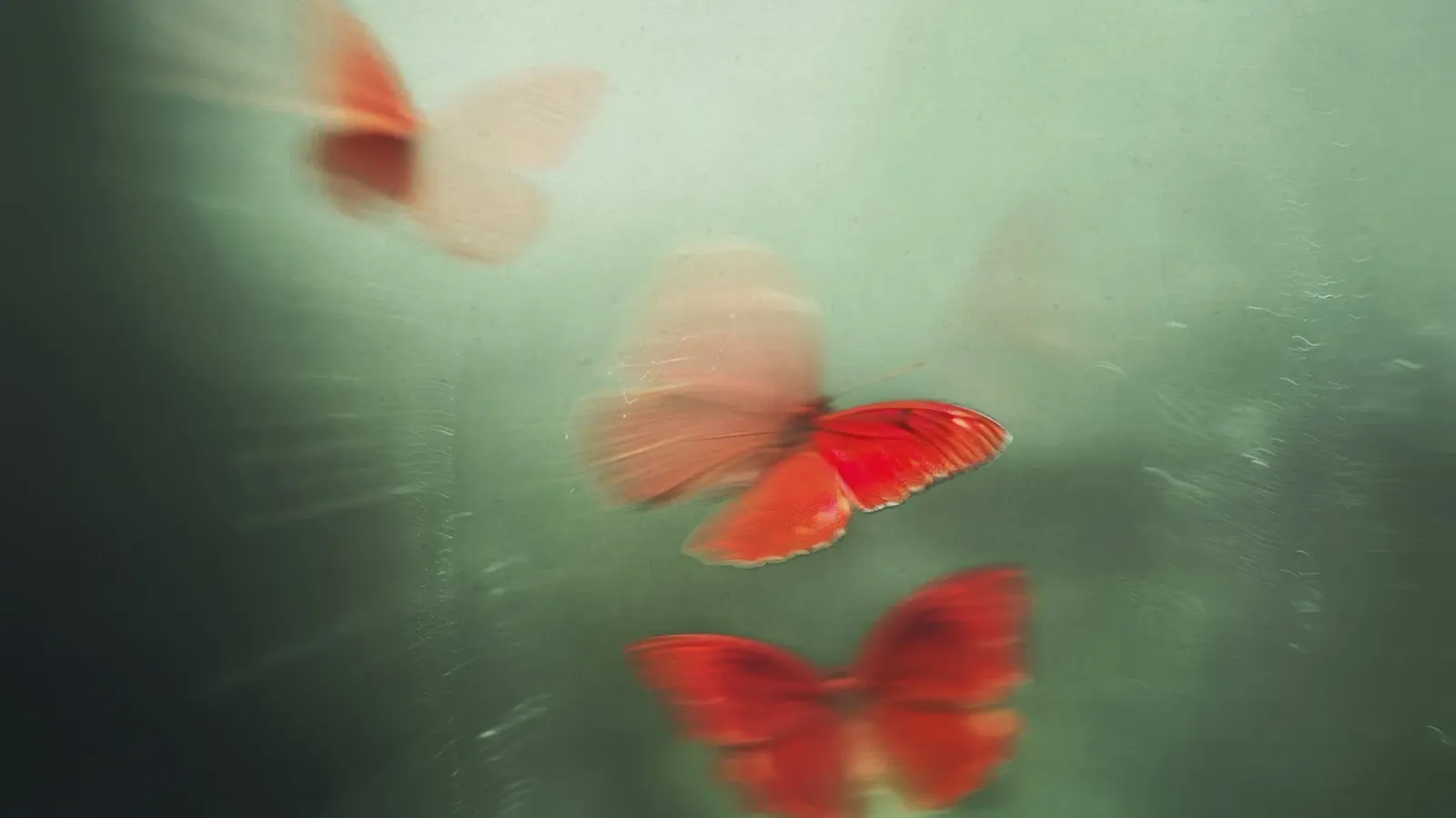 Red Butterflies alluminio dibond da treechild