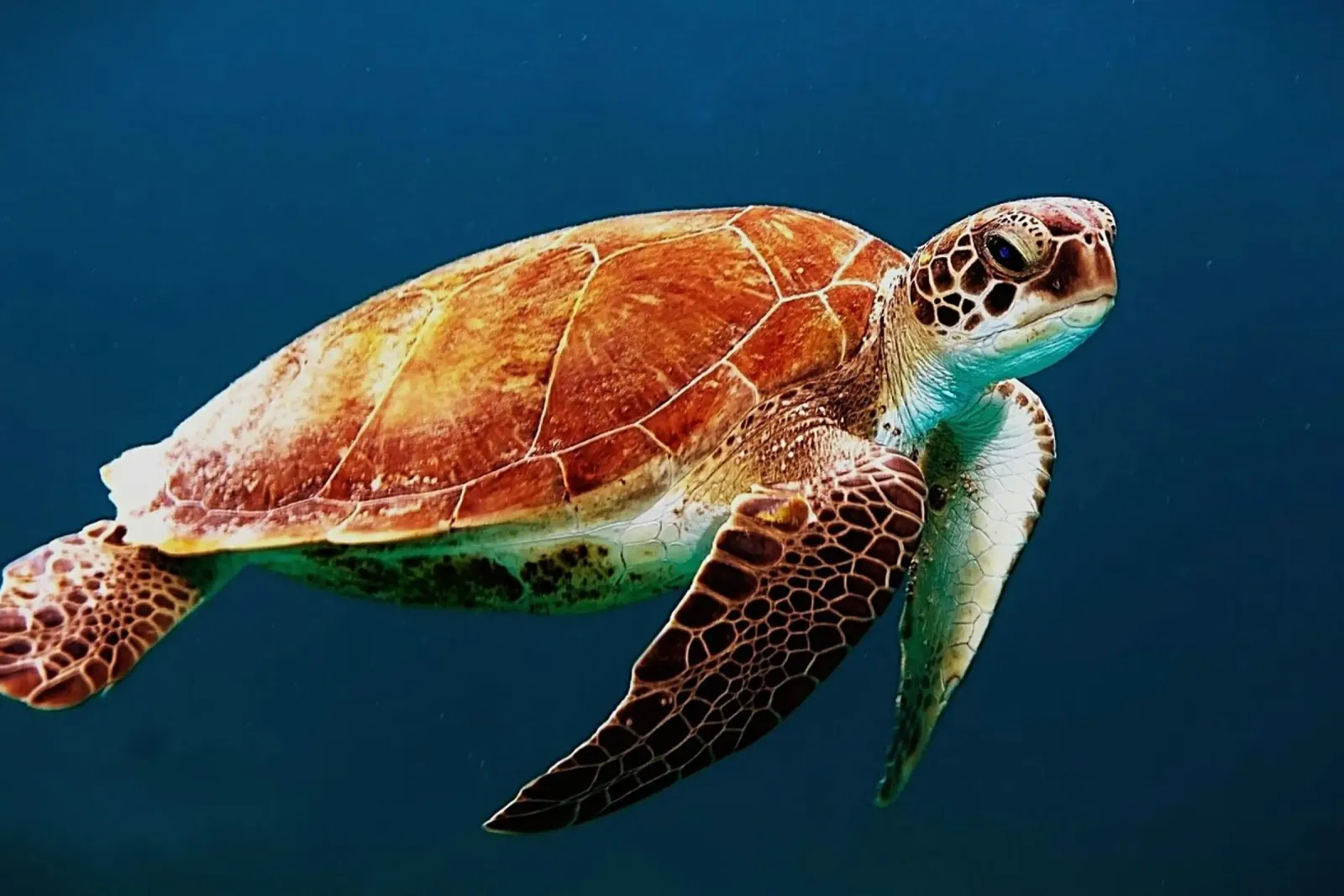 Geboren, um das Meer zu durchstreifen Hahnemühle von Nature's Palette