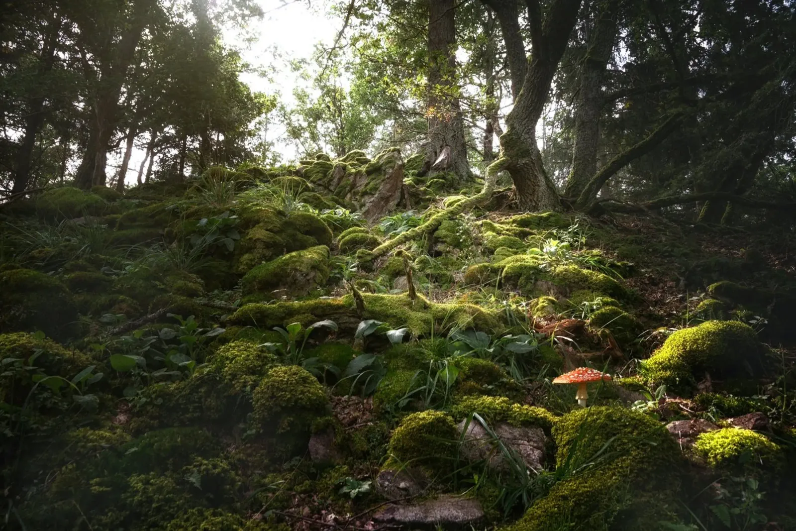 muschio della foresta poster con telaio in alluminio da Earthly Visions