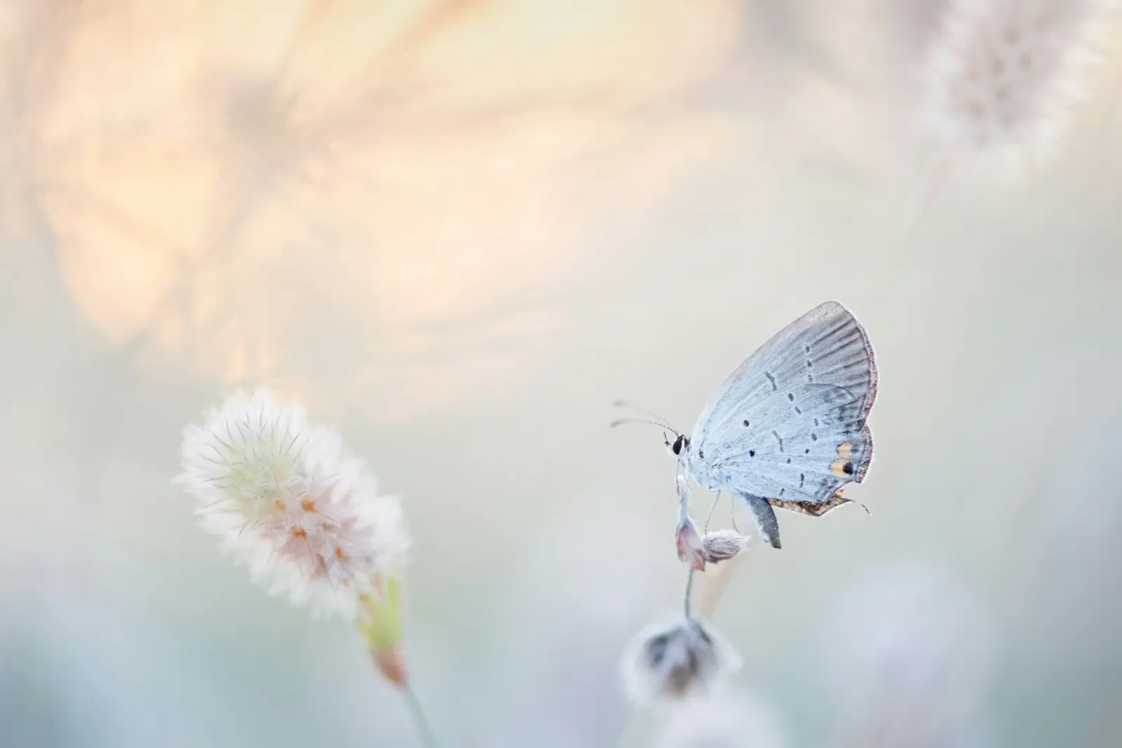 farfalla soft focus pellicola backlit da Earthly Visions