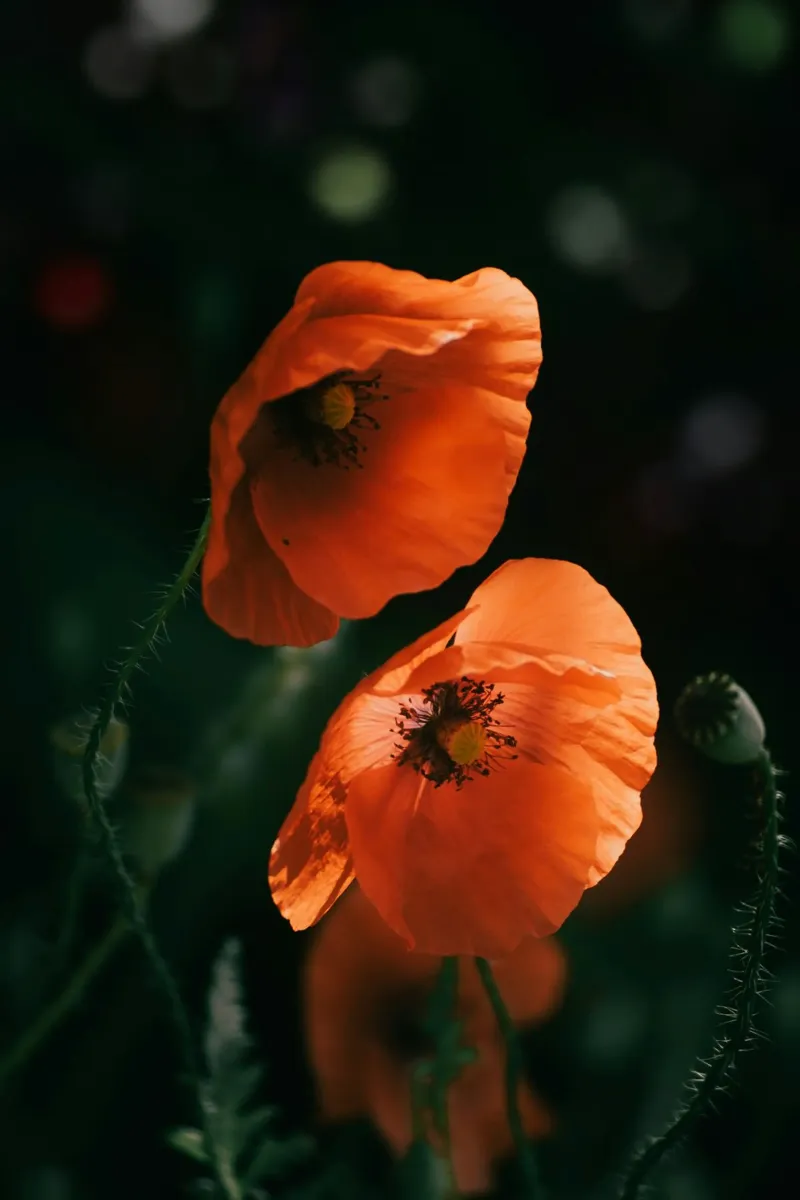 fiori di papavero pellicola backlit da Earthly Visions