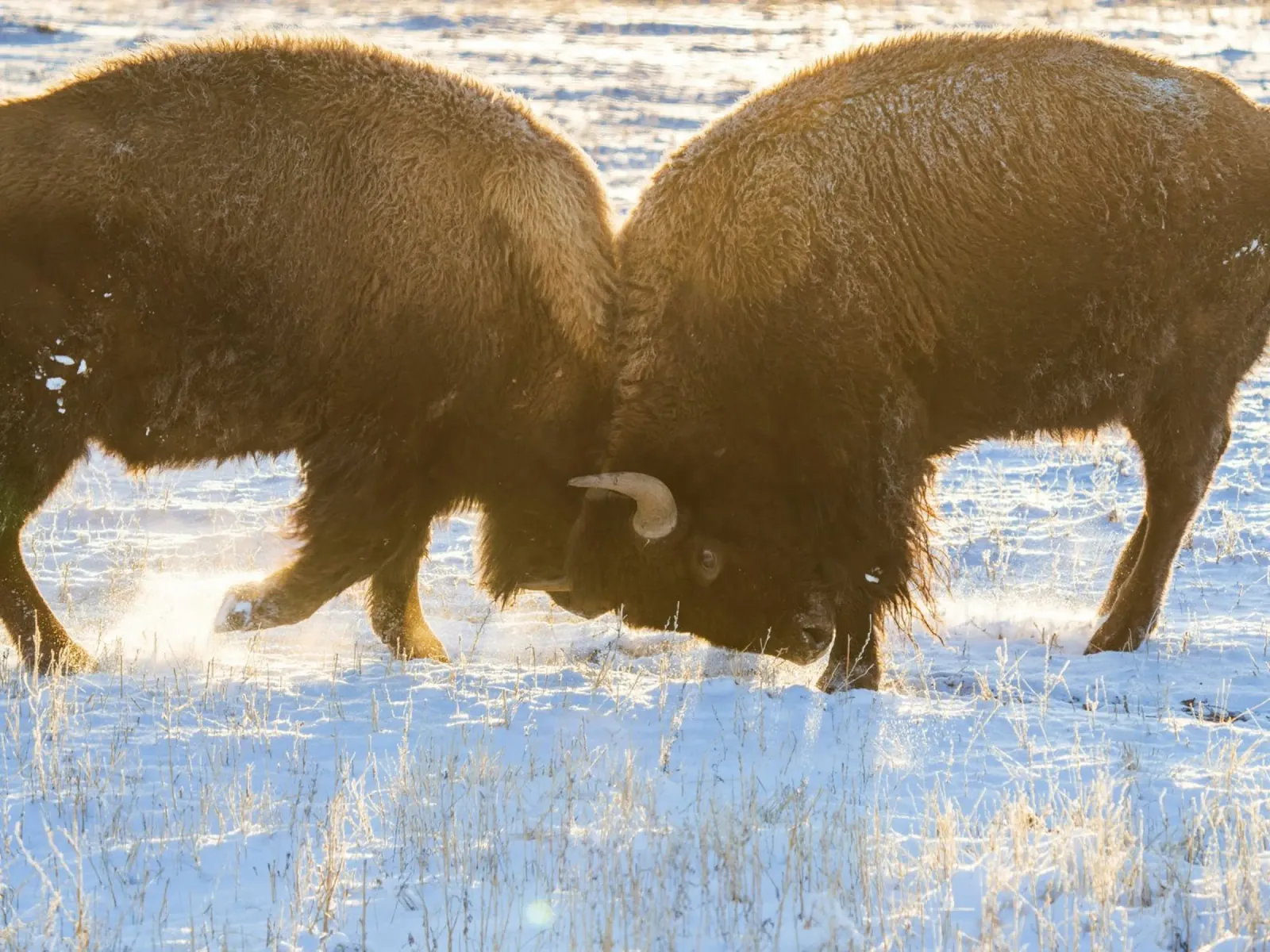 bison animal hahnemühle by Earthly Visions