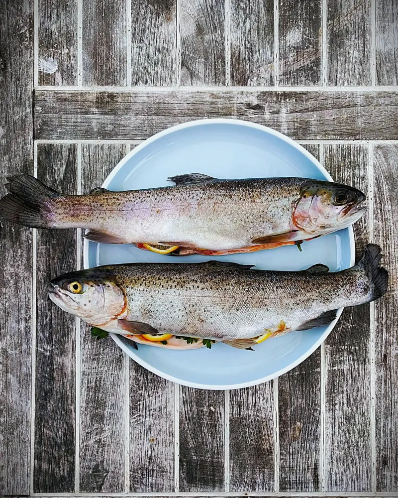 Salmone Serenità pellicola backlit da Nature's Palette