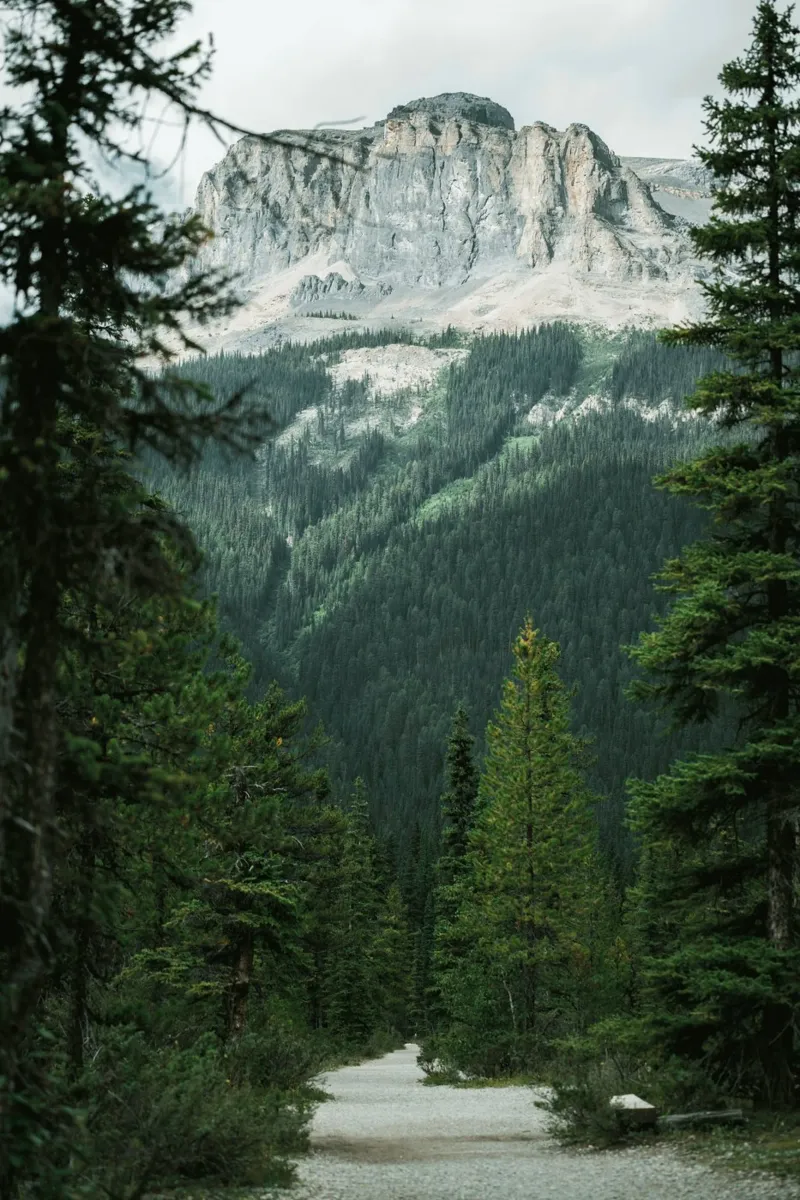 evergreens scenery poster with aluminum frame by cofa home