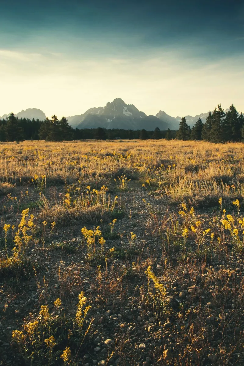 mountains meadow carta hahnemühle da cofa home