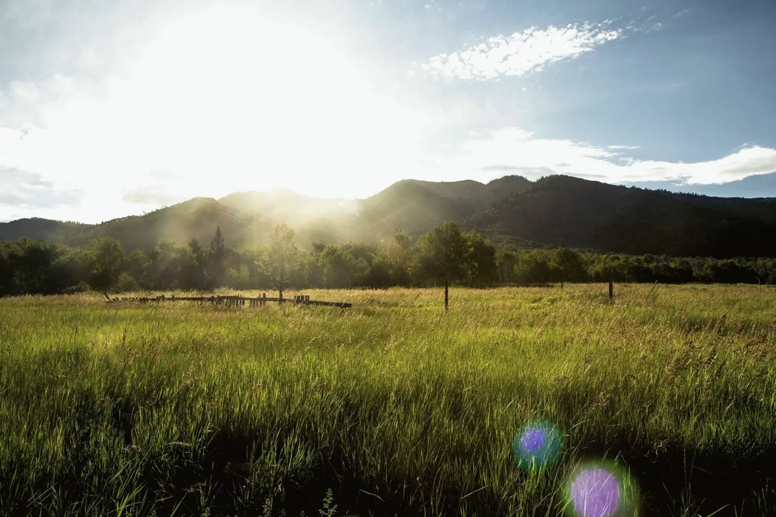 daytime meadow nature scene pellicola backlit da cofa home
