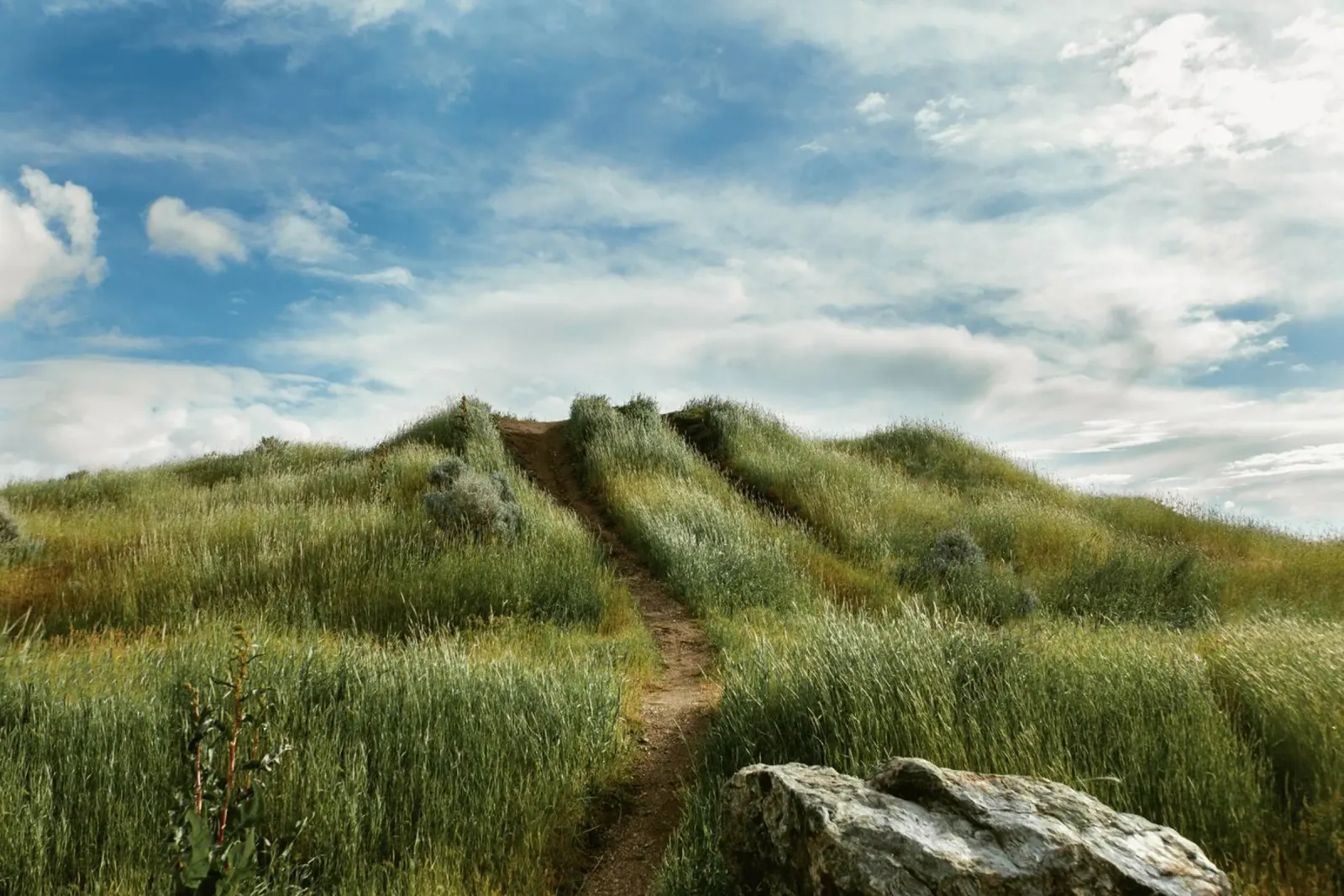 hiking path meadow field pellicola backlit da animal story home