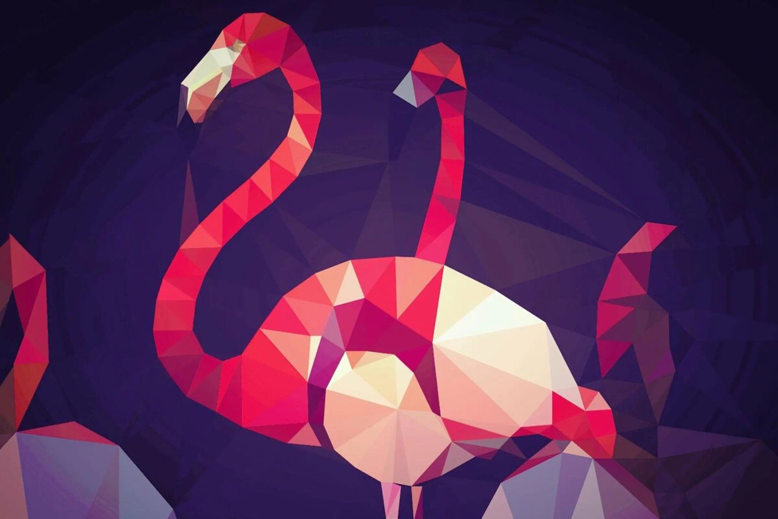 Phoenicopterus roseus Poster von Matěj Kašpar Jirásek