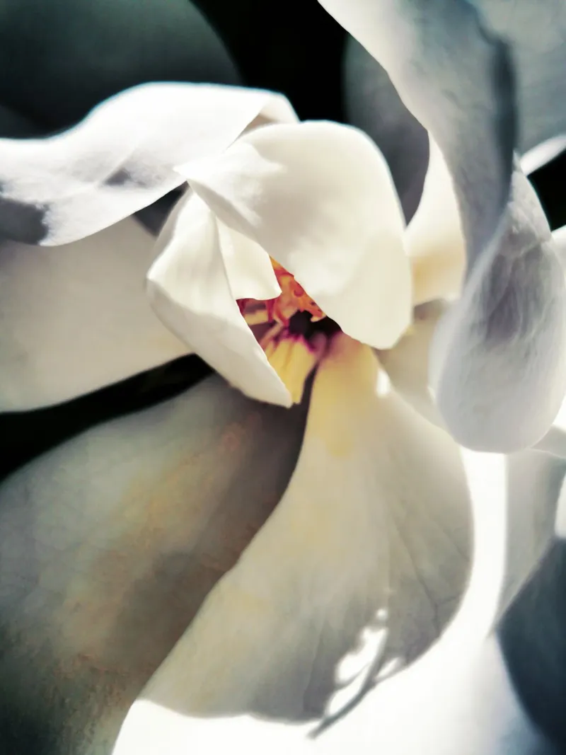 Magnolia Swag pellicola backlit da Angelo Cerantola
