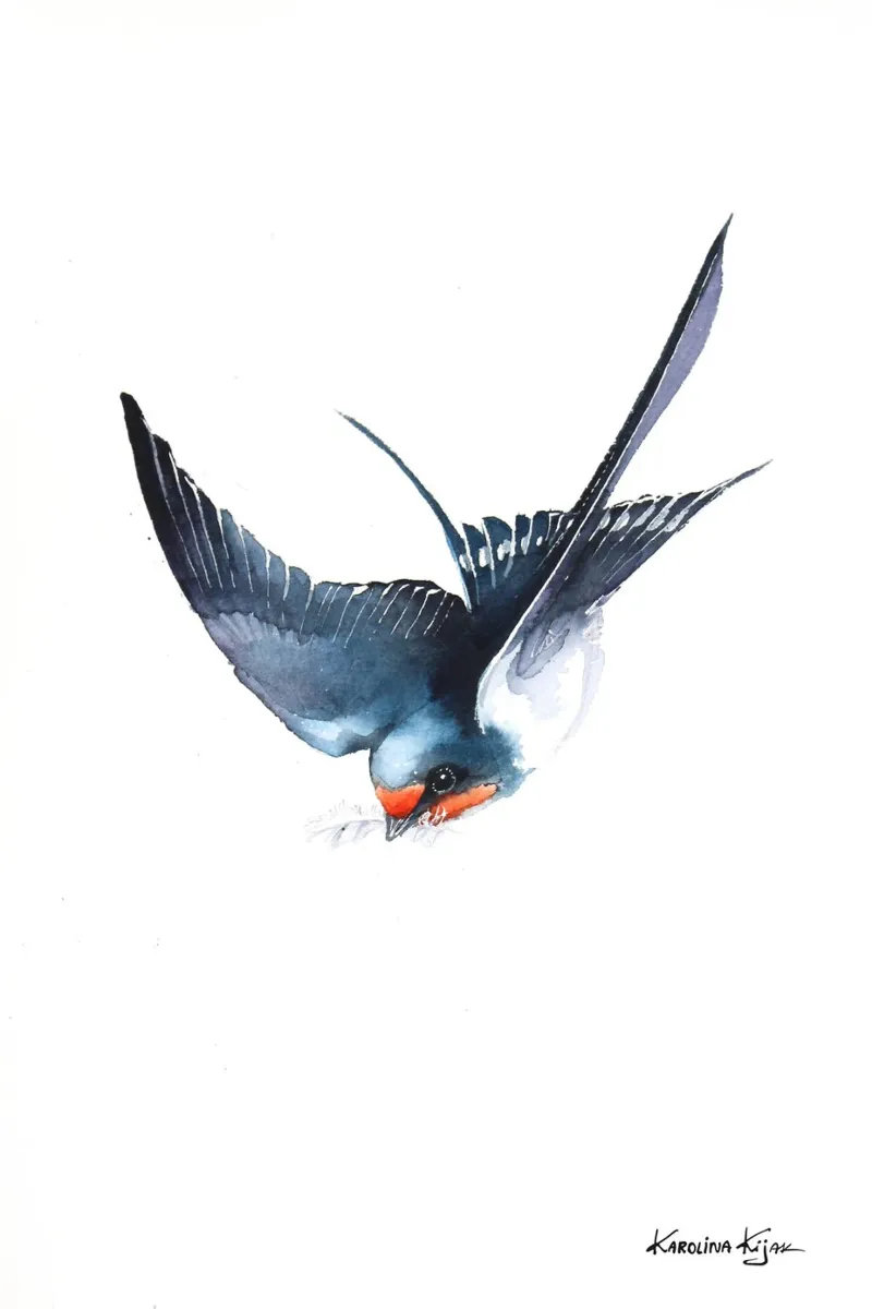 Barn swallow carta hahnemühle da Karolina Kijak