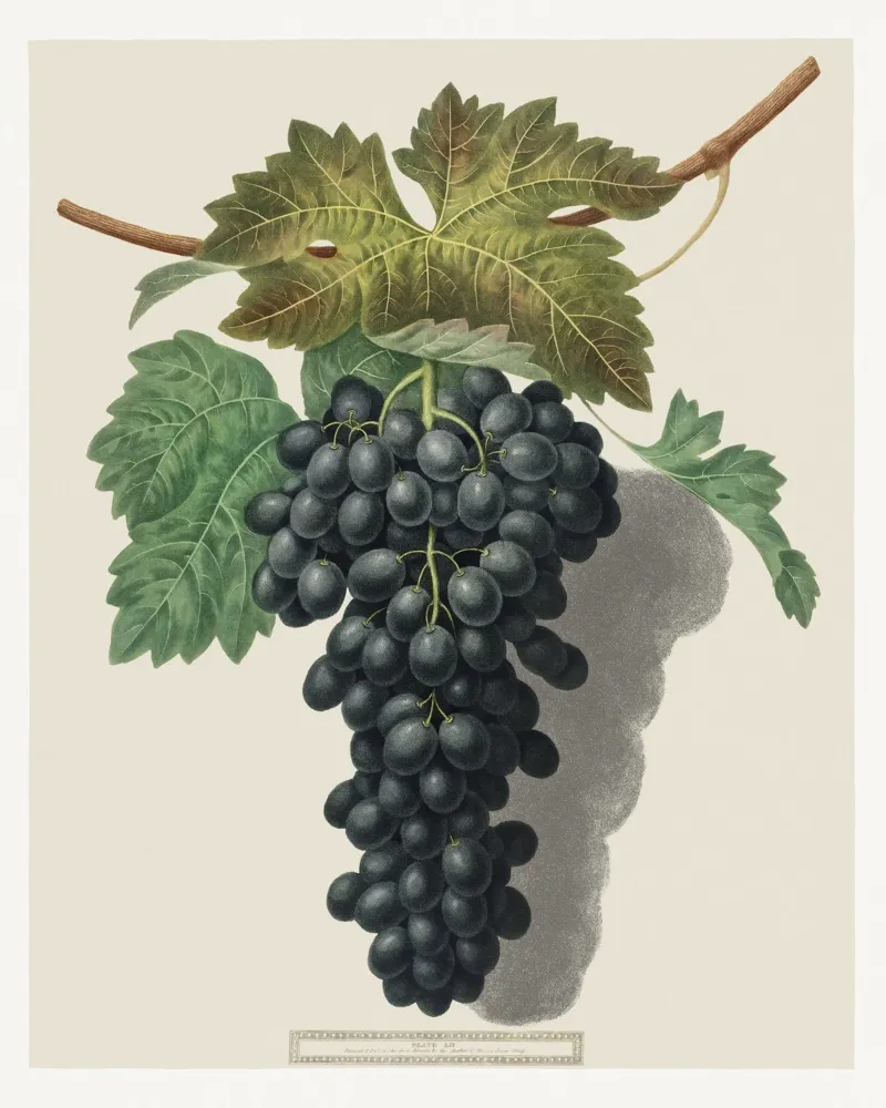 Black Prince Grape pellicola backlit da vintageshop