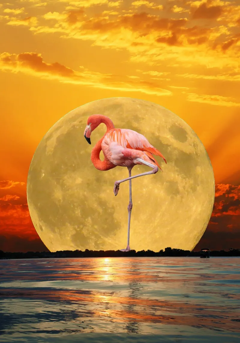 Flamingo standing in water with moon canvas with Floater frame by Berwies Artwork