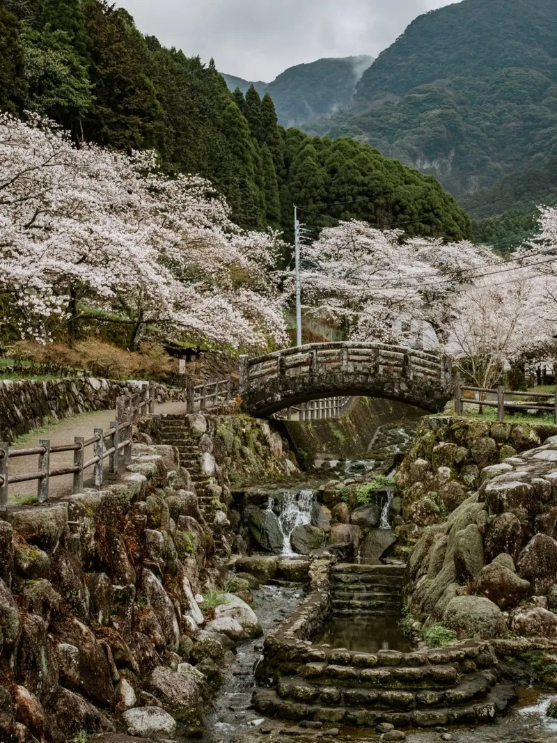 Paesaggio di ciliegi in fiore a Kyushu, Giappone carta hahnemühle da Marcel Bisig