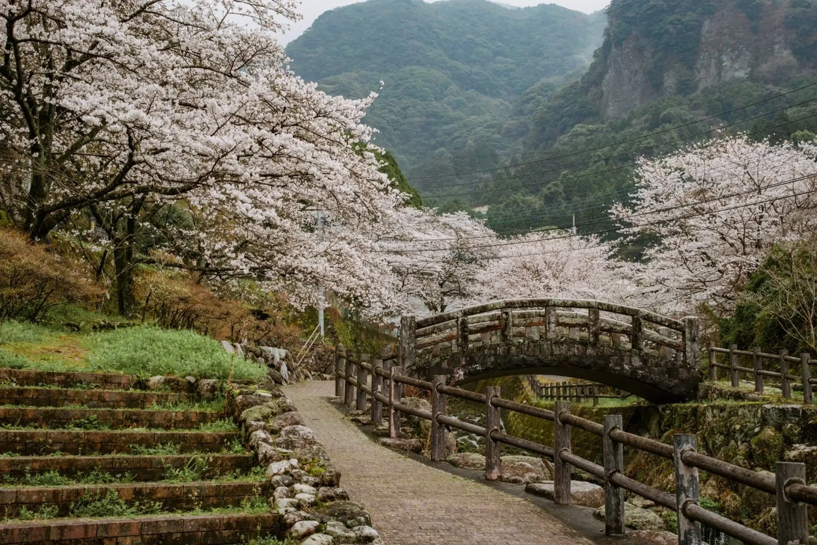 Paesaggio di ciliegi in fiore a Kyushu, Giappone poster con telaio in legno da Marcel Bisig