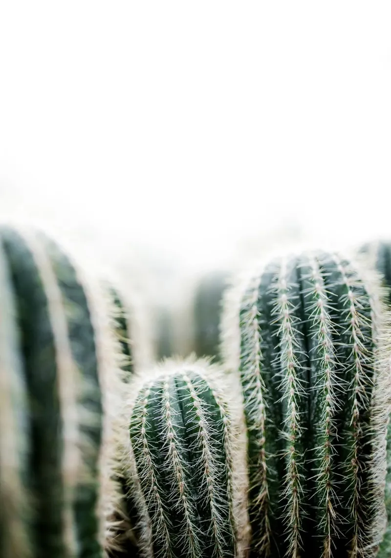 Cactus 1 plexiglass da Mareike Böhmer Photography