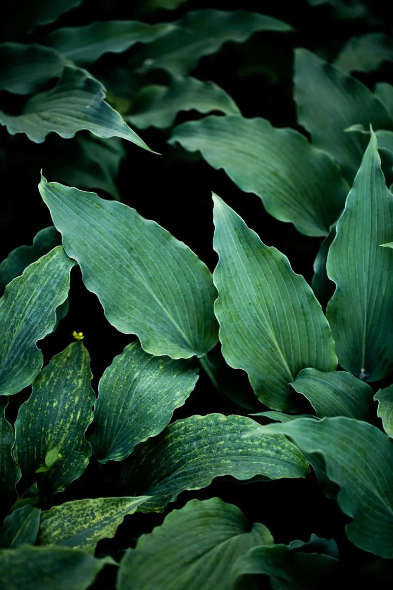 Dark Leaves 15 poster con telaio in plastica da Mareike Böhmer Photography
