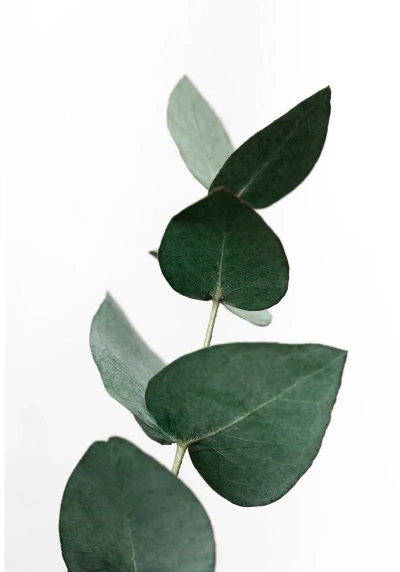 Eucalyptus 4 carta hahnemühle da Mareike Böhmer Photography