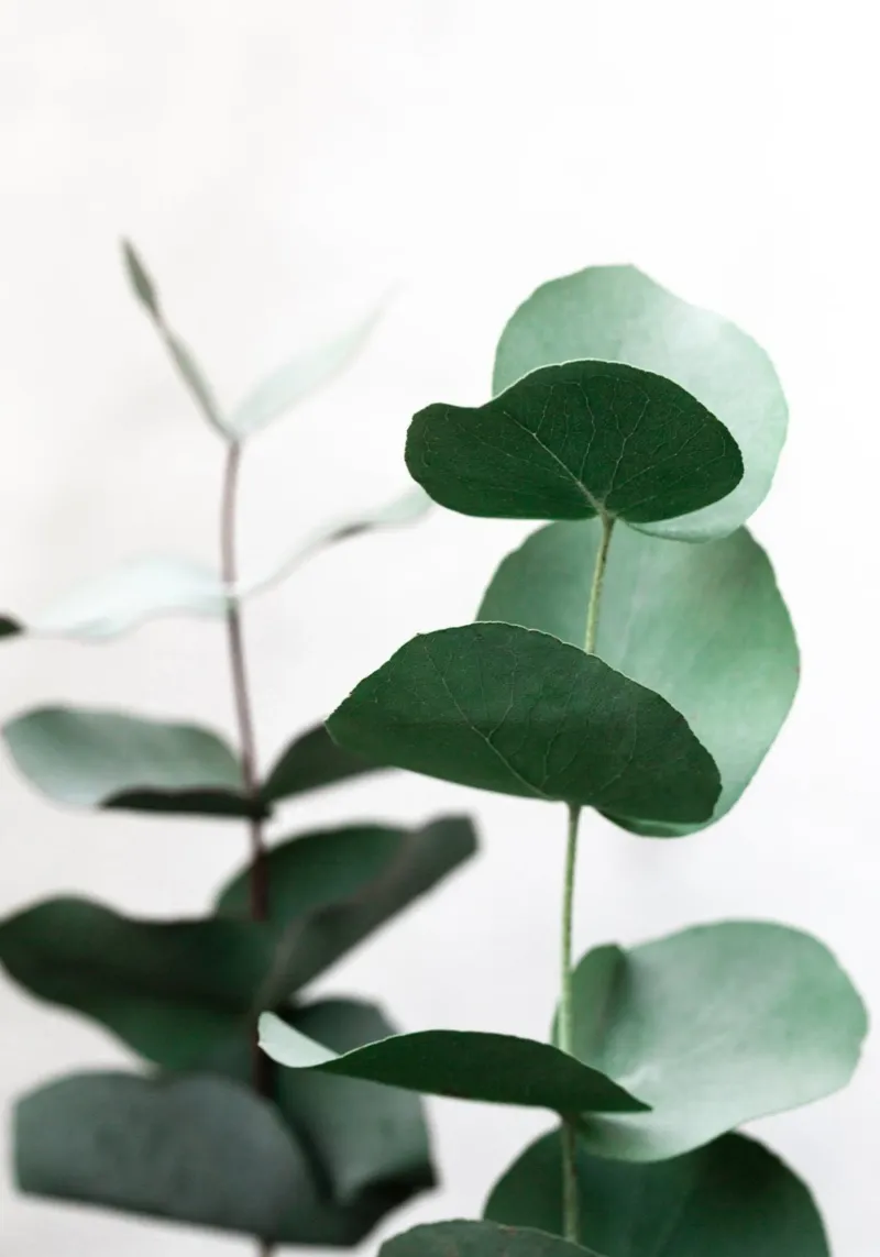 Eucalyptus 5 alluminio dibond da Mareike Böhmer Photography